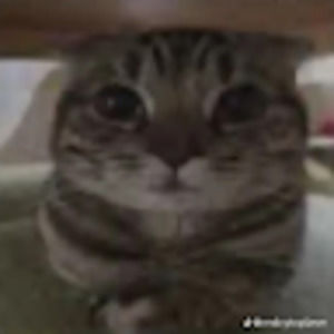 Meet your Posher, Ayden